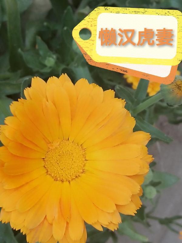 懒汉娶媳妇